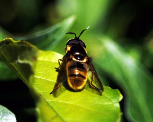 Callicera spinolae